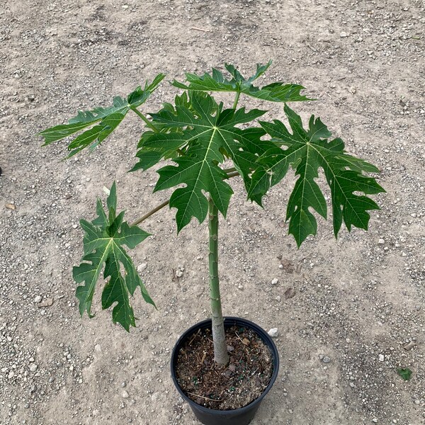 Papaya Fruit Tree Papaya carica 10” inch pot Not For Sale to California
