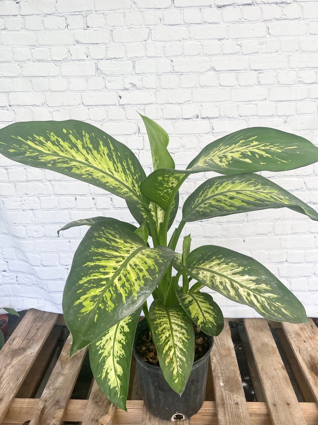 Plante D'Intérieur Dieffenbachia Tropic Snow – 60-70 Cm – Pot 19 Cm – Feuillage Vert Et Crème – Purifie L'Air