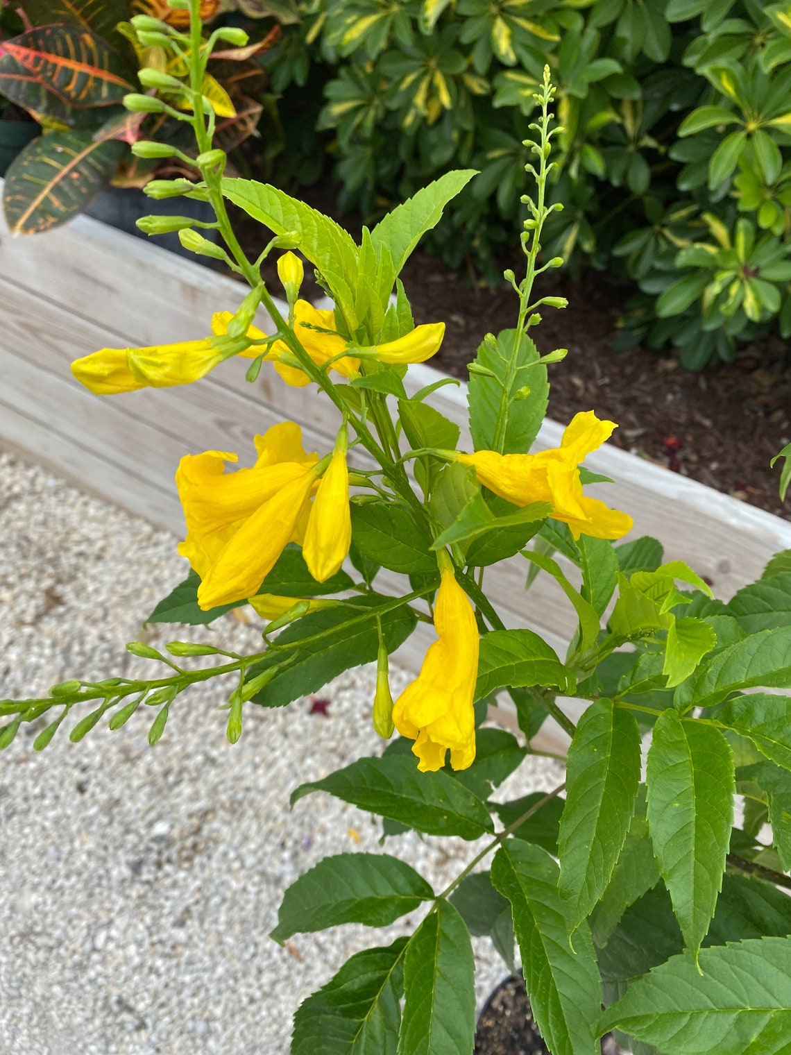 Yellow Elder Stans Esperanza Plant. Standard TREE FORM Etsy