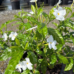 Pinwheel Jasmine Tabernaemontana divaricata 10 Inch Pot, Tropical Flowering Shrub, White Blooms, Evergreen Sun-Loving Plant