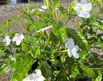 Pinwheel Jasmine Tabernaemontana divaricata 10 Inch Pot, Tropical Flowering Shrub, White Blooms, Evergreen Sun-Loving Plant