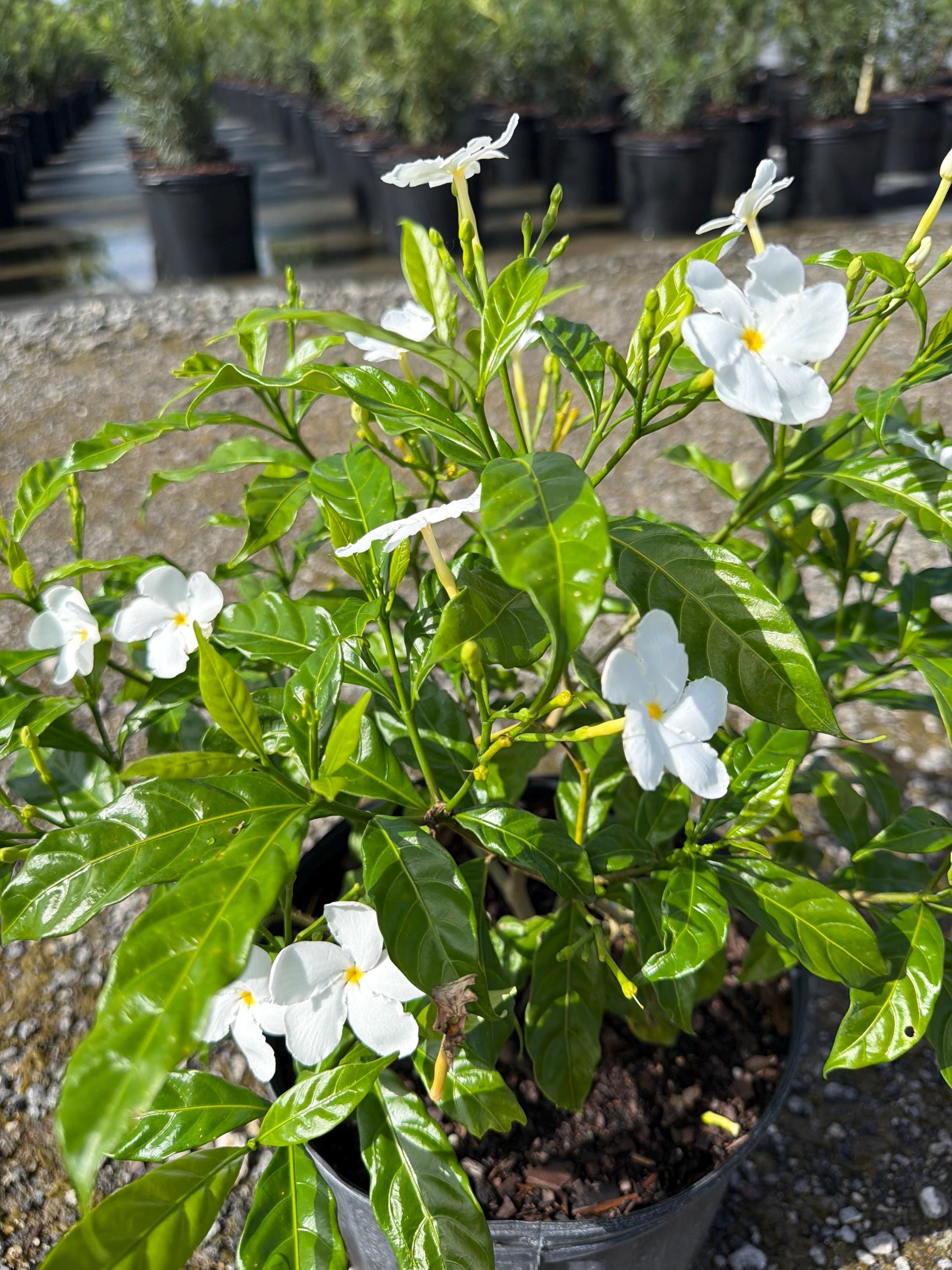 Pinwheel Jasmine Tabernaemontana Divaricata 10 Inch Pot, Tropical