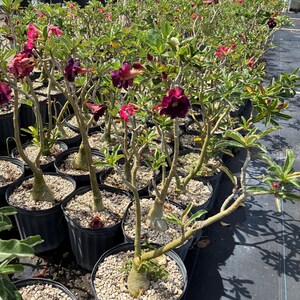 May include: A collection of Adenium plants in black plastic pots filled with gravel. Each plant features a thick, bulbous caudex base, slender green branches, narrow green leaves, and deep dark purple, trumpet-shaped flowers in full bloom.
