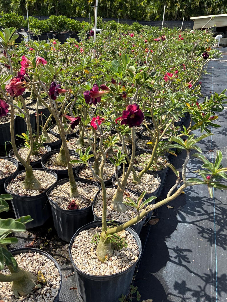 May include: A collection of Adenium plants in black plastic pots filled with gravel. Each plant features a thick, bulbous caudex base, slender green branches, narrow green leaves, and deep dark purple, trumpet-shaped flowers in full bloom.