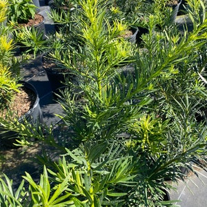 Podocarpus Maki Podocarpus macrophyllus 10 inch pot FREE Shipping East Coast and Central States image 7