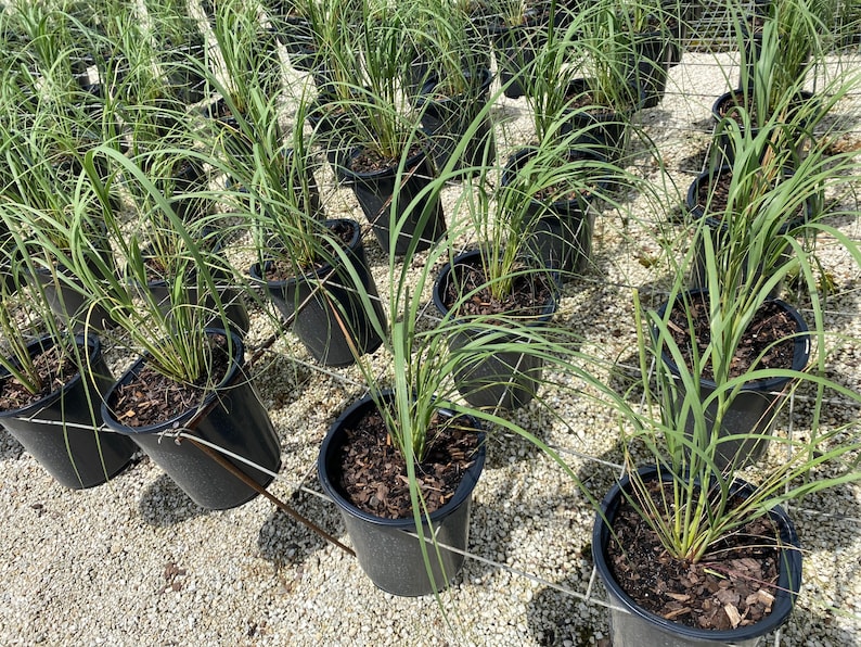 Bulk of 12 Sea Oats Beach Grass Sea Oats Grass Uniola Etsy