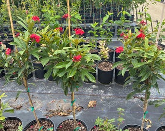 Jatropha Integerrima 'red Peregrina' – Spicy Jatropha Tree Form 10