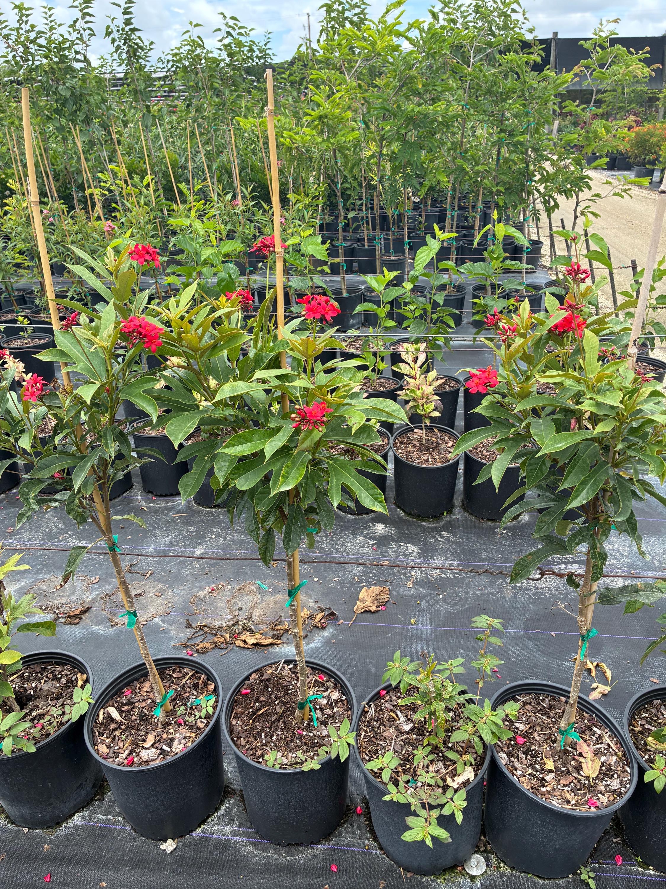 Jatropha Integerrima 'red Peregrina' – Spicy Jatropha Tree Form 10
