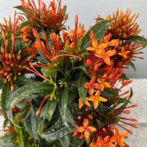 Ixora Taiwanese Carmen Orange Ixora taiwanensis 10 inch pot FREE Shipping East Coast and Central States zdjęcie 4