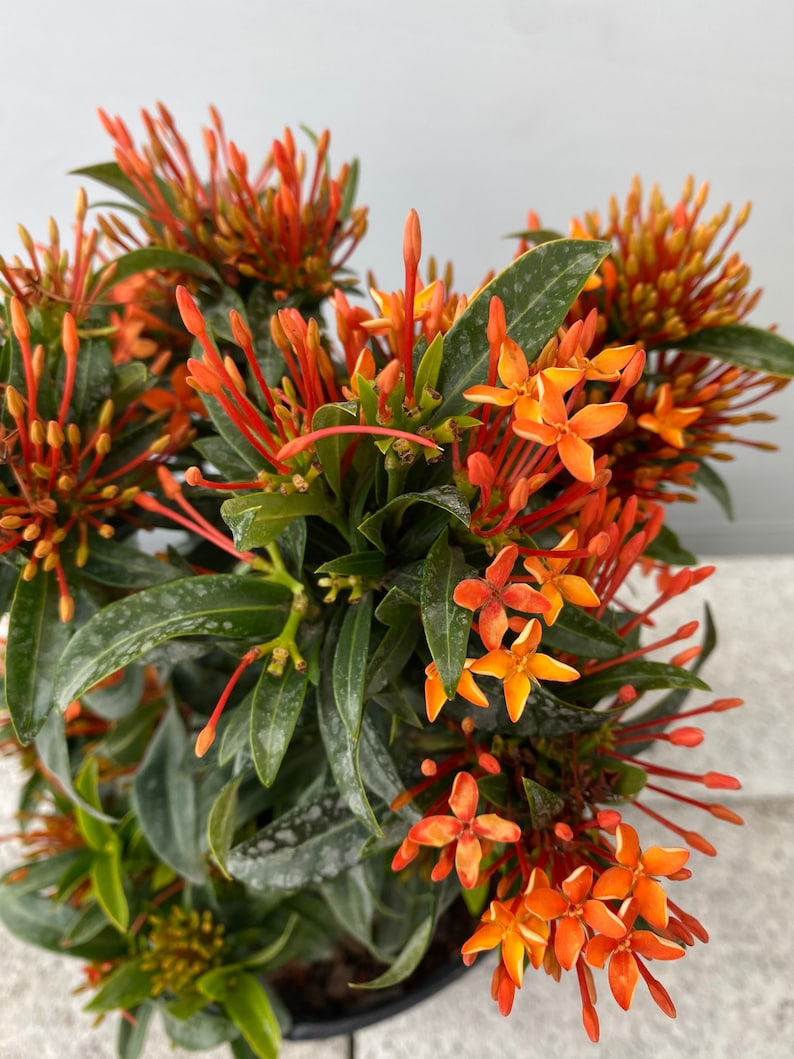 Ixora Taiwanese Carmen Orange Ixora taiwanensis 10 inch pot FREE Shipping East Coast and Central States zdjęcie 4