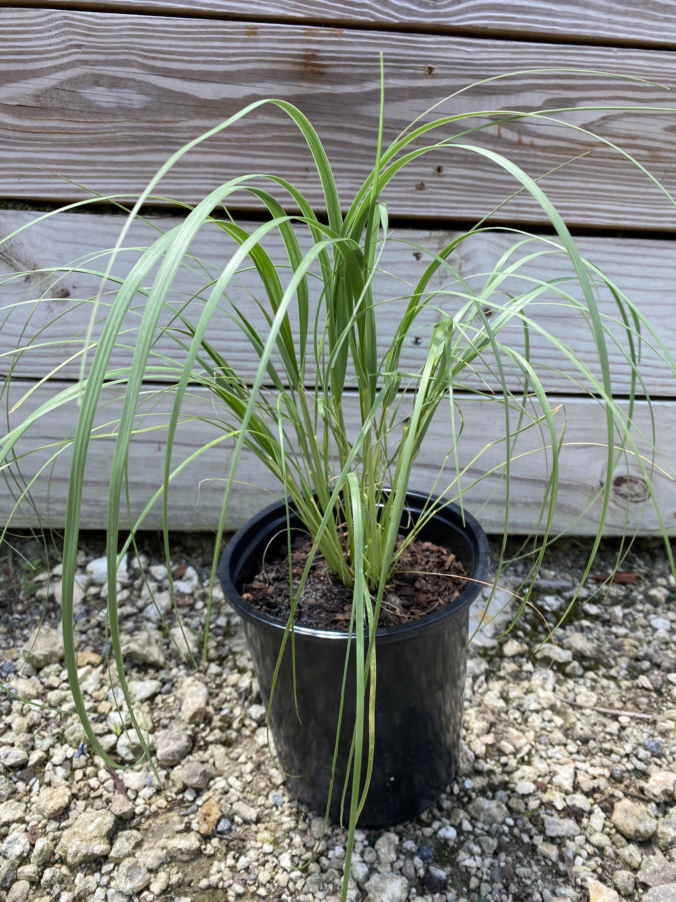Uniola Sea Oats Grass Uniola Paniculata 6 Inch Pot - Etsy