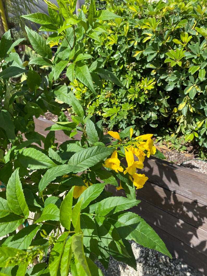 Yellow Elder Stans Esperanza Plant. Standard TREE FORM Etsy
