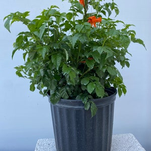 Cape Honeysuckle Red Tecomaria capensis BUSH FORM 10 inch pot FREE Shipping East Coast and Central States image 7