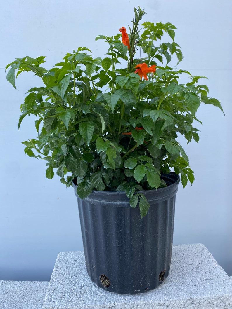 Cape Honeysuckle Red Tecomaria capensis BUSH FORM 10 inch pot FREE Shipping East Coast and Central States image 7