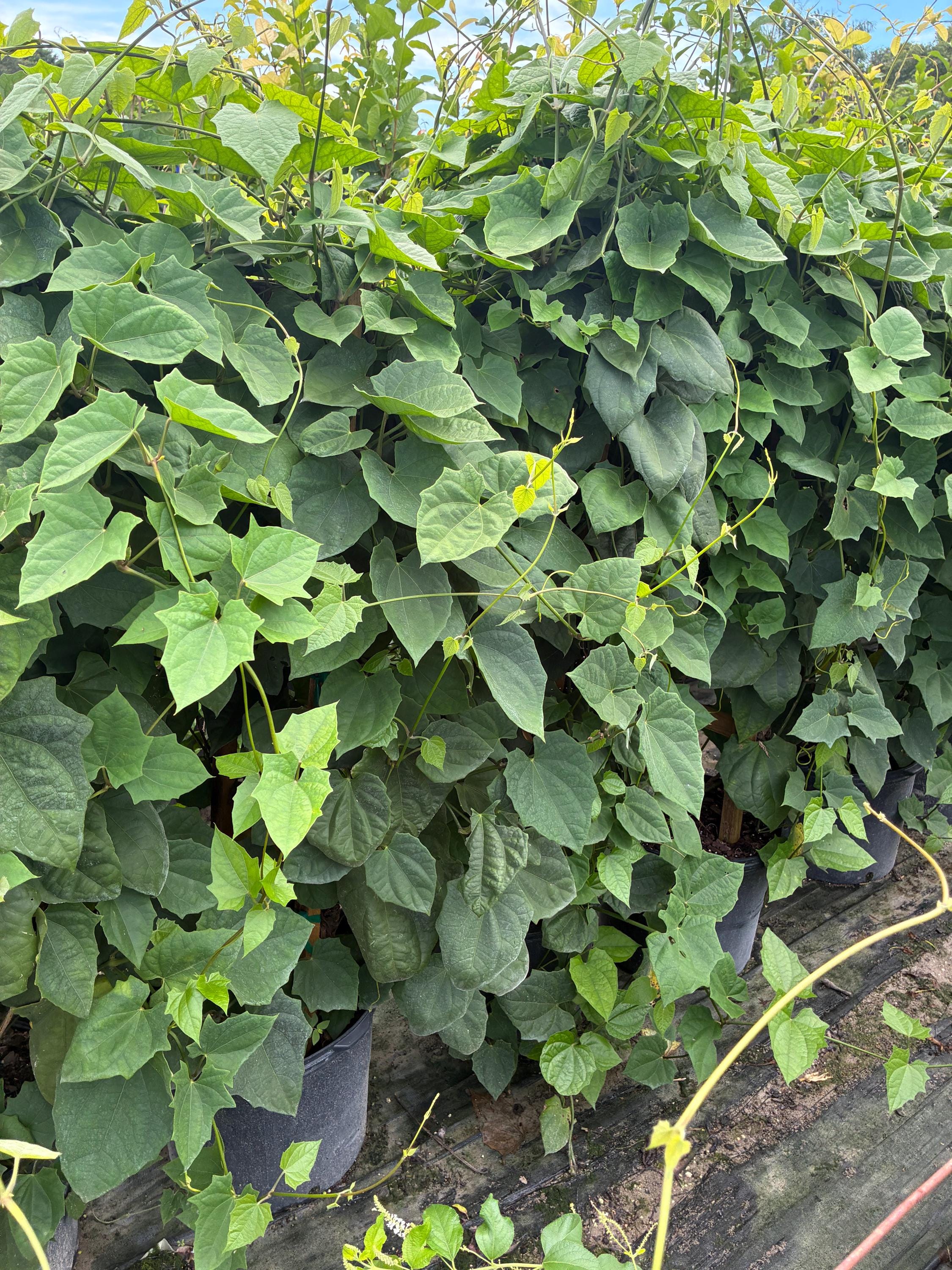 Sky Vine – Bengal Clockvine Thunbergia Grandiflora 14 Inch Pot