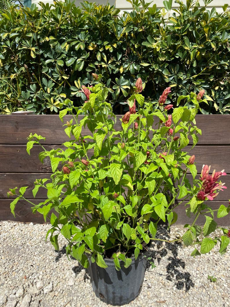 Red Shrimp Plant Justicia brandegeana BUSH FORM 10 inch pot FREE Shipping East Coast and Central States image 6