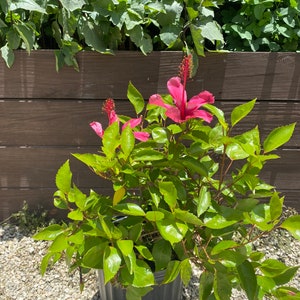 Hibiscus ‘Fiji Island’ Hibiscus rosa-sinensis 10 inch pot. Tropical Flowering shrub, Pink Blooms, Evergreen Patio Plant for Warm Climates