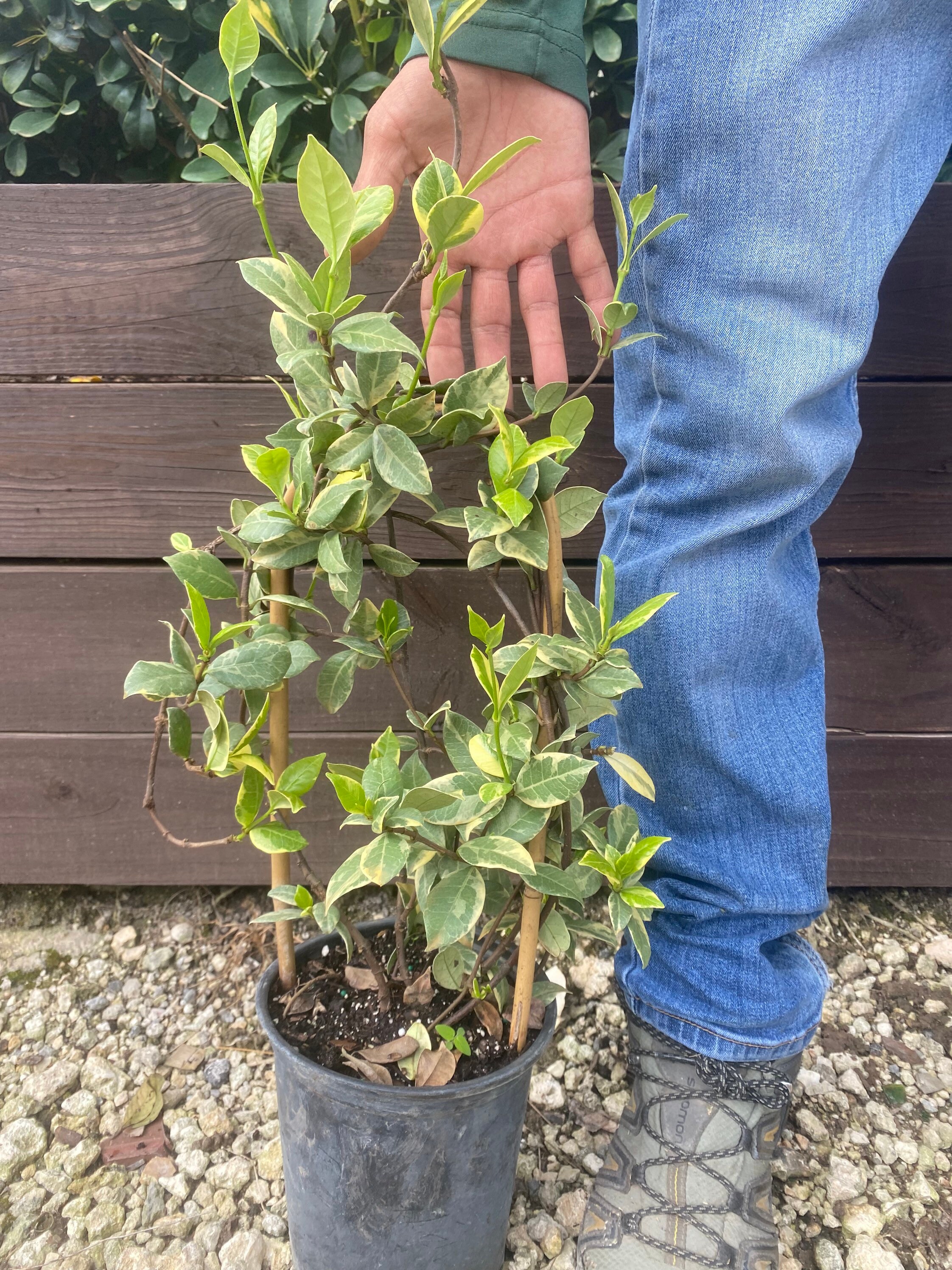 Confederate Jasmine Variegated Trachelospermum Jasminoides Etsy