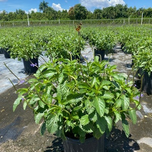 Blue Porterweed – Stachytarpheta jamaicensis 10 Inch Pot, Native Pollinator Plant, Purple-Blue Flower Spikes, Butterfly Garden Favorite