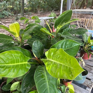 May include: A collection of Philodendron plants featuring large, glossy, heart-shaped leaves in shades of vibrant lime green and deep forest green. The plants are potted in various containers, showcasing prominent veins and smooth, pointed foliage.