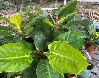 Könnte beinhalten: Eine Sammlung von Philodendron-Pflanzen mit großen, glänzenden, herzförmigen Blättern in leuchtendem Limettengrün und tiefem Waldgrün. Die Pflanzen stehen in verschiedenen Töpfen und zeigen ausgeprägte Blattadern sowie glatte Blätter.