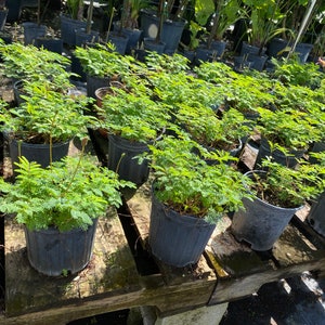 Sunshine mimosa Mimosa strigilosa 6 inch pot  Free shipping to Eastern and Central States List of excluded States in Description