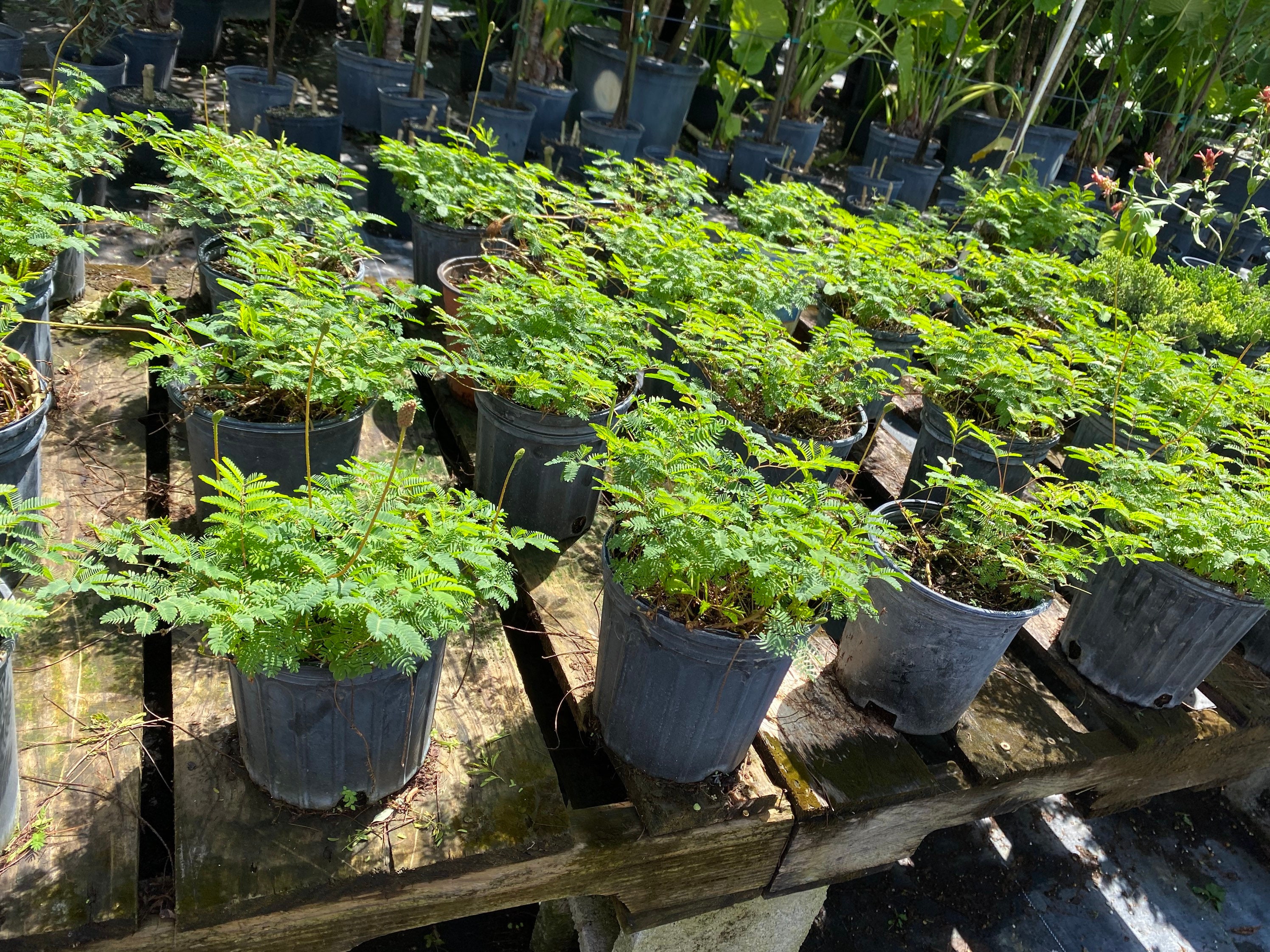 置物 mimosa 置物 mimosa Mimosa | magnet Inc.