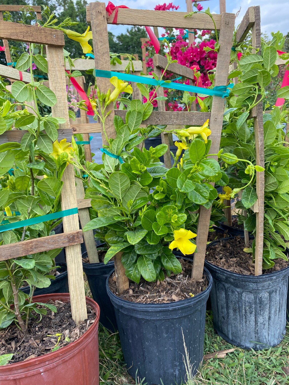 Mandevilla Yellow Vine Pentalinon Luteum in a 30 Inch Trellis Etsy