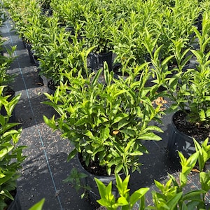 Night Blooming Jasmine – Cestrum nocturnum 10 Inch Pot, Fragrant Tropical Shrub, Night-Scented Flowers for Borders & Patio image 14