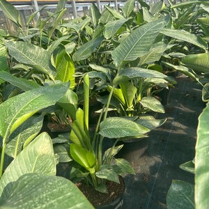 May include: A greenhouse filled with lush, green plants. The plants have large, textured leaves with a speckled pattern. The leaves are a vibrant green color, and the plants are potted in black containers.