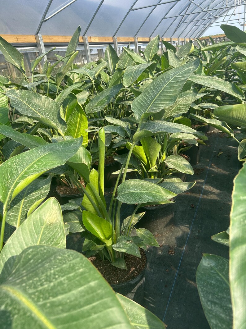 May include: A greenhouse filled with lush, green plants. The plants have large, textured leaves with a speckled pattern. The leaves are a vibrant green color, and the plants are potted in black containers.