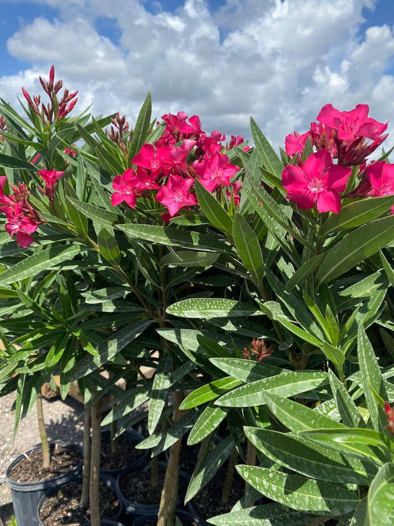 Oleander Calypso Pink Nerium Oleander TREE FORM 10 Inch Pot Etsy