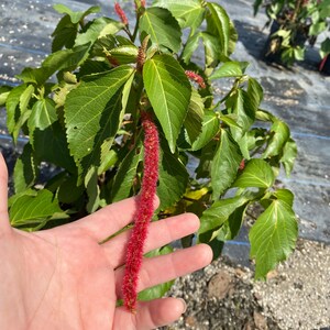 Chenille Plant Acalypha hispida 10 inch pot FREE Shipping East Coast and Central States image 4