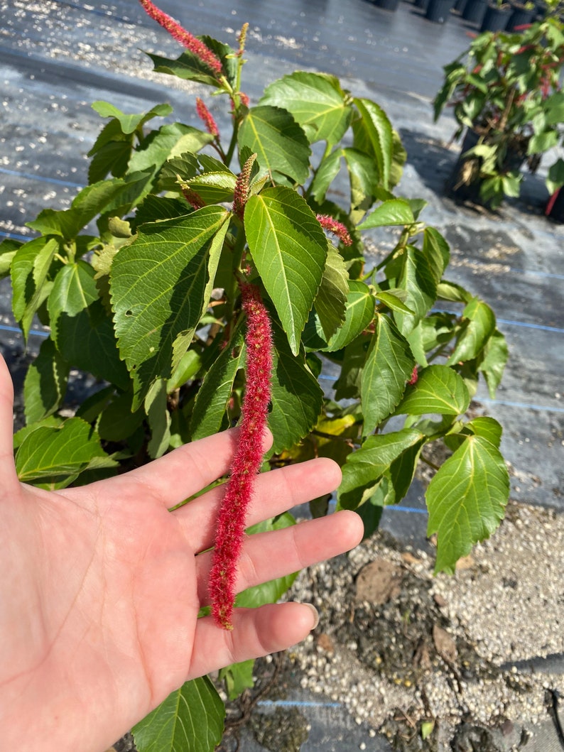 Chenille Plant Acalypha hispida 10 inch pot FREE Shipping East Coast and Central States image 4