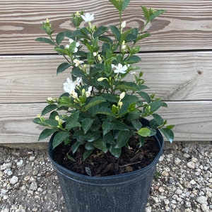 Asian Snow Wrightia antidysenterica 10 inch pot FREE Shipping East Coast and Central States image 2