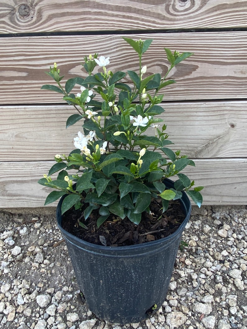 Asian Snow Wrightia antidysenterica 10 inch pot FREE Shipping East Coast and Central States image 2