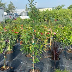 Jatropha integerrima red Peregrina Spicy Jatropha standard TREE FORM 10 inch pot FREE Shipping East Coast and Central States image 5