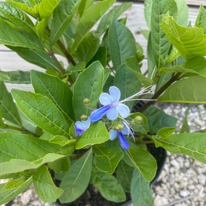 May include: A potted plant with vibrant green leaves and delicate blue flowers. The flowers have a unique shape with long, white stamens. The plant is in a black plastic pot, ready for planting in a garden.
