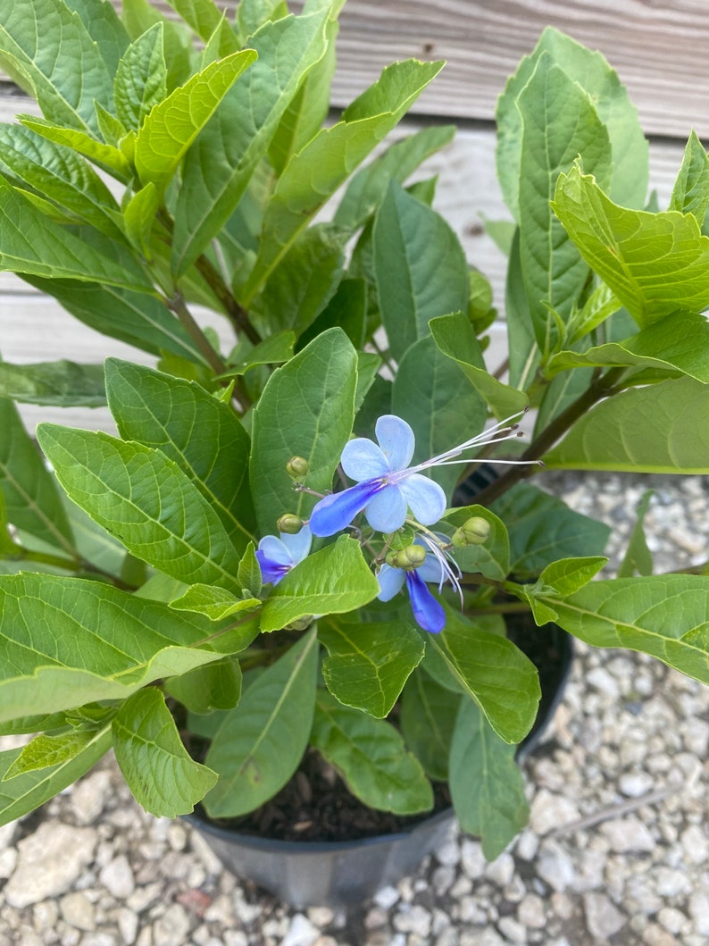 May include: A potted plant with vibrant green leaves and delicate blue flowers. The flowers have a unique shape with long, white stamens. The plant is in a black plastic pot, ready for planting in a garden.