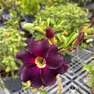 Desert Rose – Adenium obesum 10 Inch Pot, Colorful Tropical Succulent, Bonsai-Style Caudex, Drought-Tolerant Patio Plant image 18