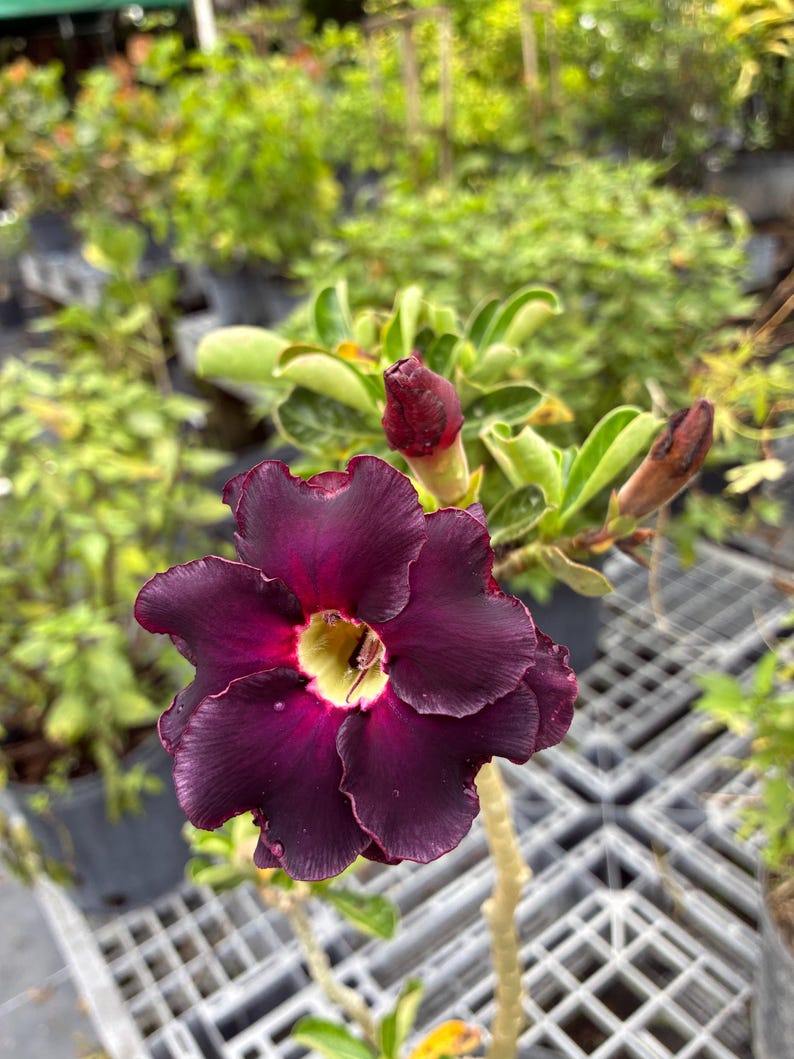 Desert Rose – Adenium obesum 10 Inch Pot, Colorful Tropical Succulent, Bonsai-Style Caudex, Drought-Tolerant Patio Plant image 18