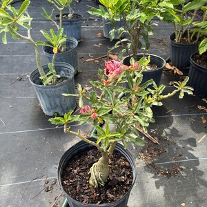 Desert Rose – Adenium obesum 10 Inch Pot, Colorful Tropical Succulent, Bonsai-Style Caudex, Drought-Tolerant Patio Plant image 16