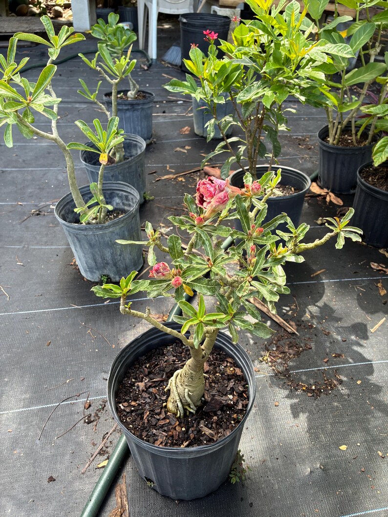 Desert Rose – Adenium obesum 10 Inch Pot, Colorful Tropical Succulent, Bonsai-Style Caudex, Drought-Tolerant Patio Plant image 16