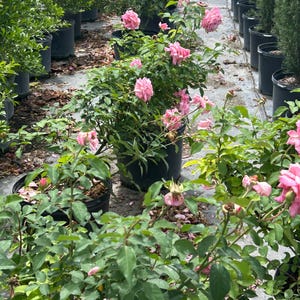 K&ouml;nnte beinhalten: Reihen von Topfrosen mit leuchtend rosa Bl&uuml;ten und &uuml;ppigem gr&uuml;nem Laub. Die Rosen befinden sich in verschiedenen Bl&uuml;hstadien, wobei einige Knospen noch geschlossen sind. Die T&ouml;pfe sind in einem Gew&auml;chshaus angeordnet.