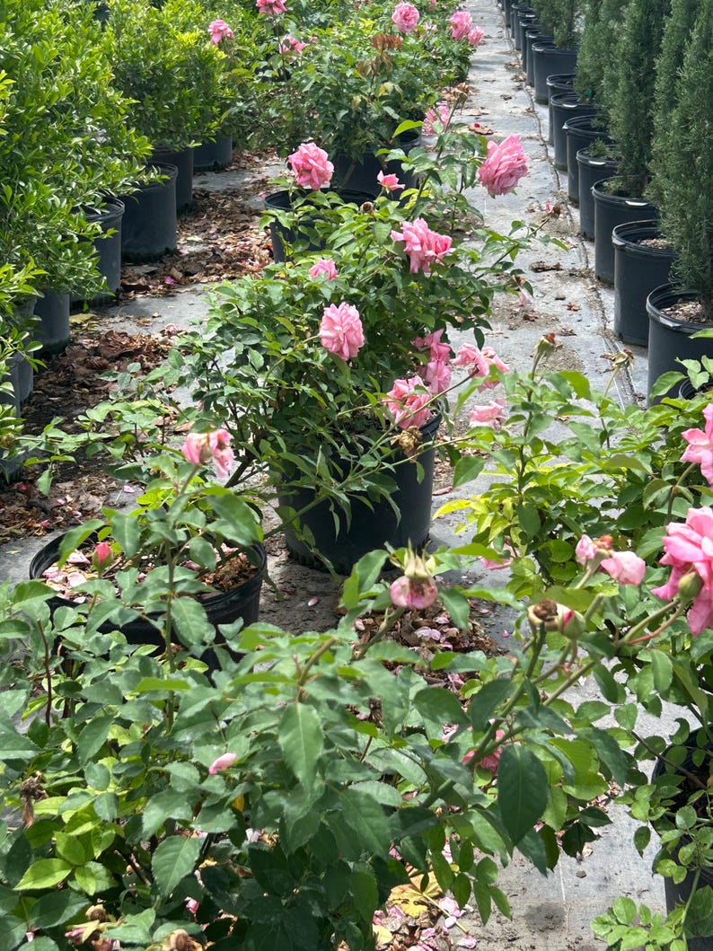 K&ouml;nnte beinhalten: Reihen von Topfrosen mit leuchtend rosa Bl&uuml;ten und &uuml;ppigem gr&uuml;nem Laub. Die Rosen befinden sich in verschiedenen Bl&uuml;hstadien, wobei einige Knospen noch geschlossen sind. Die T&ouml;pfe sind in einem Gew&auml;chshaus angeordnet.