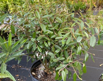 Jamaican Caper Capparis cynophallophora 14” inch pot  FREE Shipping East Coast and Central States