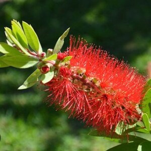 Red Cluster Bottlebrush Tree Callistemon rigidus Standard TREE FORM 10 inch pot FREE Shipping East Coast and Central States image 3