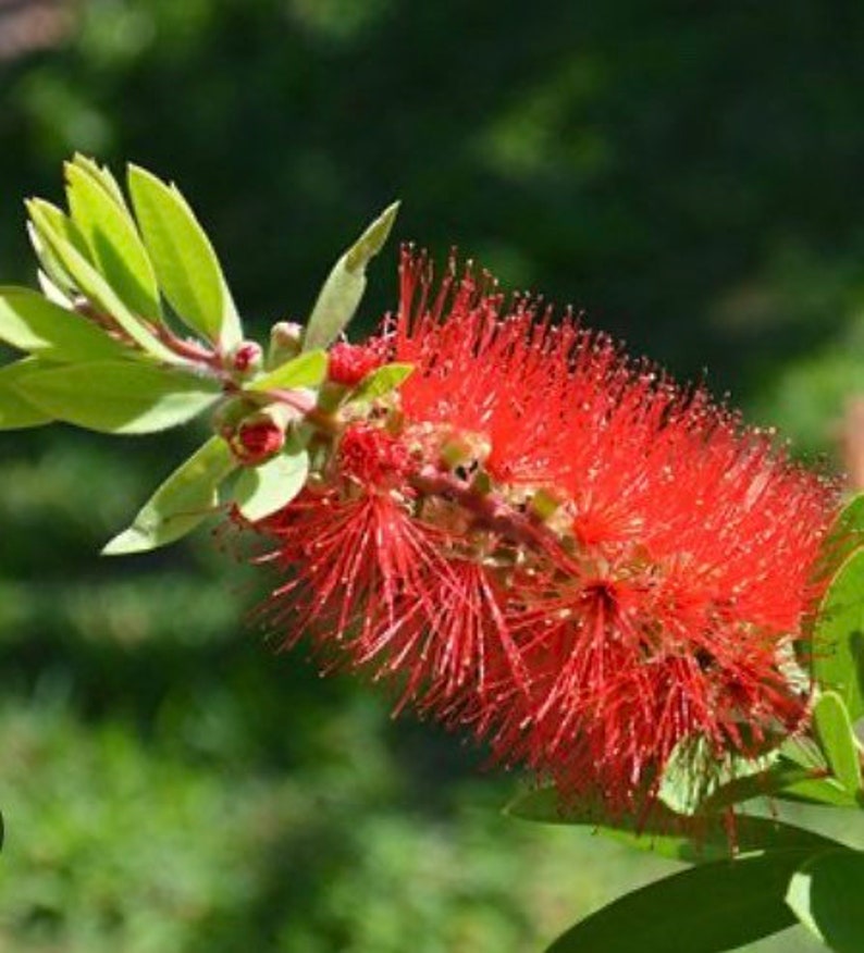 Red Cluster Bottlebrush Tree Callistemon rigidus Standard TREE FORM 10 inch pot FREE Shipping East Coast and Central States image 3