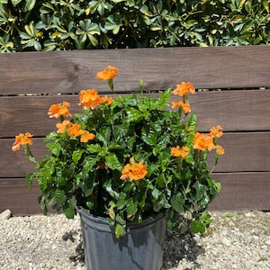 May include: A potted orange flowering plant with green leaves. The plant is in a black plastic pot and is sitting on a bed of gravel.