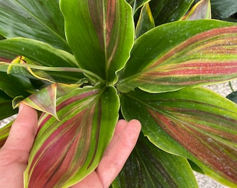 Cordyline ‘Sherbert’ 10” inch pot  FREE Shipping East Coast and Central States